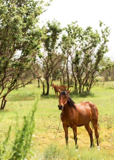 Free photo beautiful brown horses on field