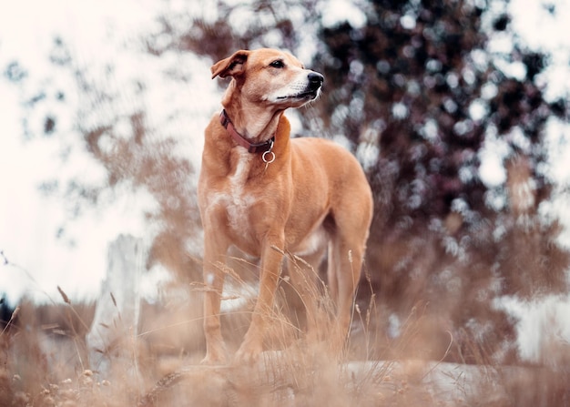 Free photo beautiful brown rhodesian ridgeback dog in the wilderness