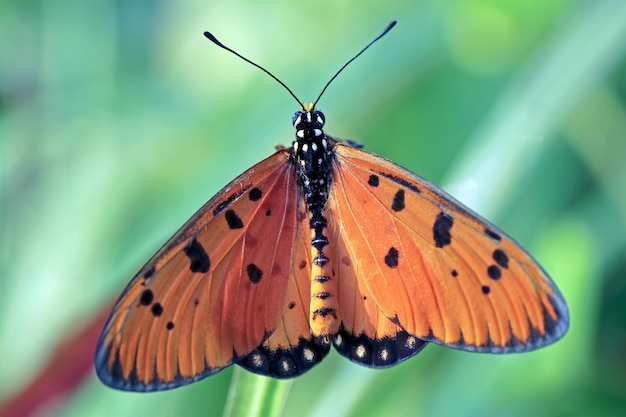 Beautiful butterfly on branch butterfly top view