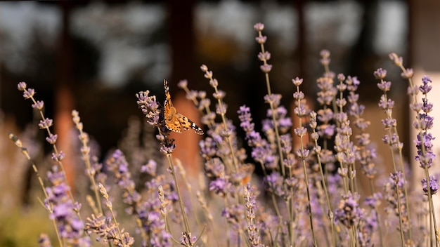 Beautiful butterfly on flower in nature