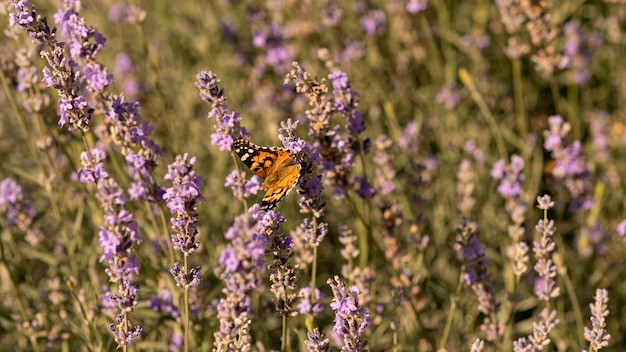 Free Photo beautiful butterfly on flower in nature