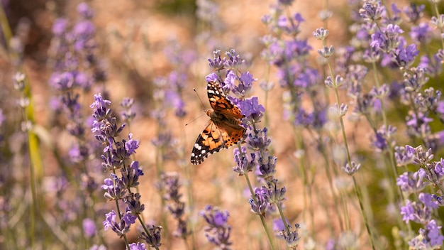 Beautiful butterfly on flower in nature