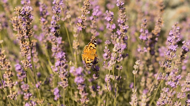 Free photo beautiful butterfly on flower in nature