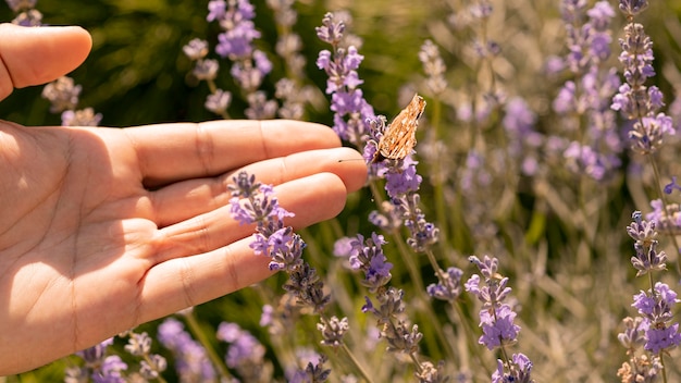 Free Photo beautiful butterfly on flower in nature