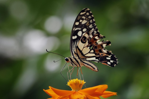 Free photo beautiful butterfly front view on flower closeup insect beautiful butterfly stay on flower