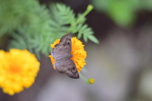 Free photo a beautiful butterfly in a marigold flower