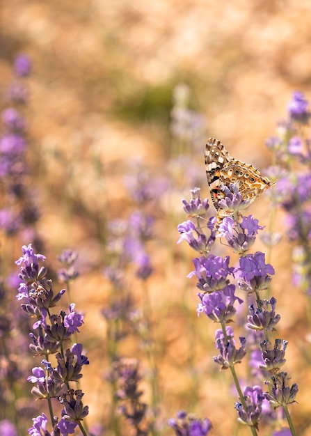 Beautiful butterfly in nature concept