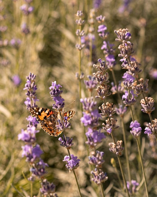 Beautiful butterfly in nature concept