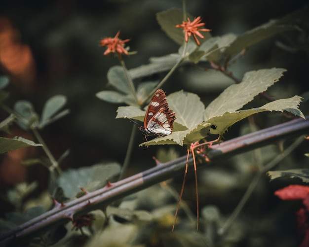 Free Photo beautiful butterfly posing on a plant's leaf