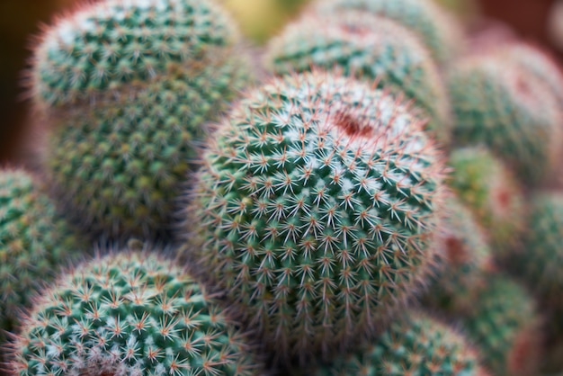 Beautiful cacti with purple details