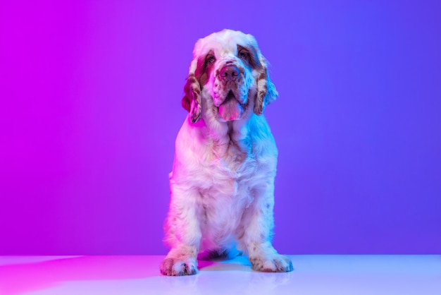 Beautiful calm big dog white Clumber posing isolated over gradient pink blue studio background in neon light filter Concept of motion action pets love animal life