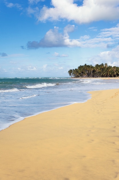 Beautiful caribbean beach in summer with palms