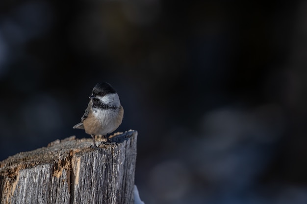 A beautiful carolina chickadee perched on the log