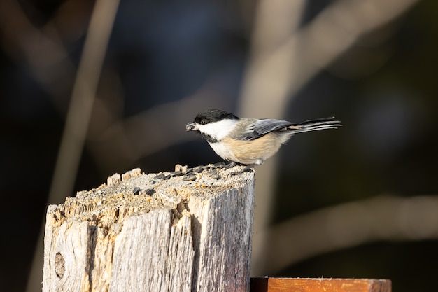 Beautiful Carolina chickadee resting on a wooden log