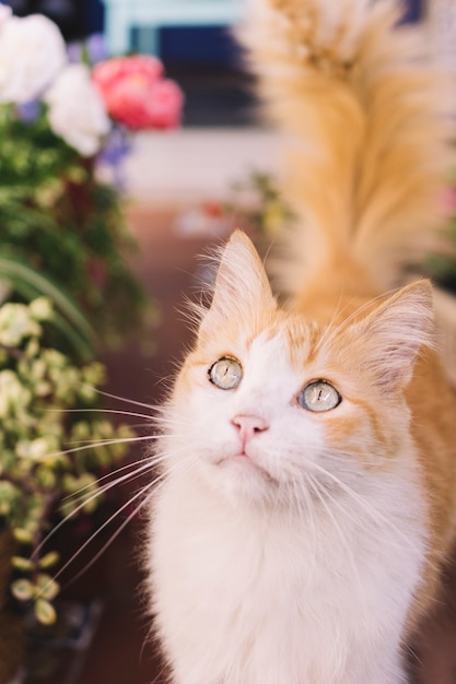 Beautiful cat in garden