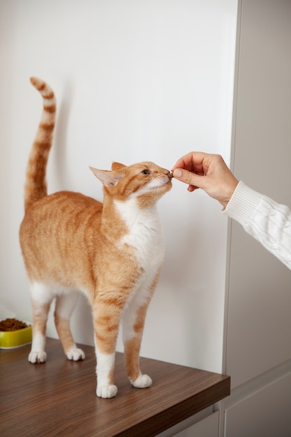 Beautiful cat at home