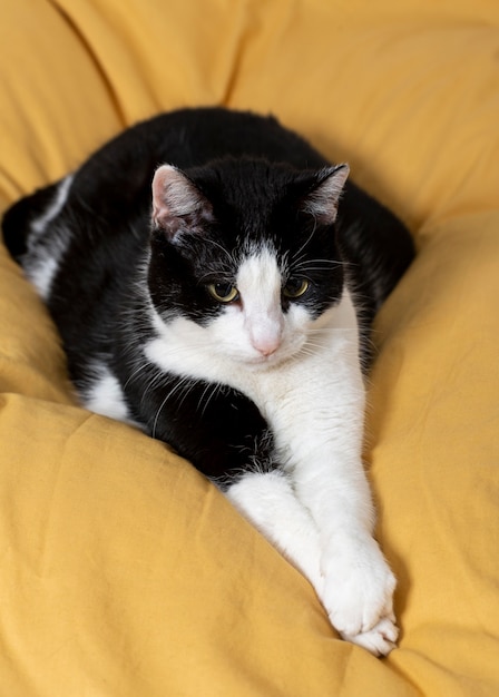 Free Photo beautiful cat laying on pillow