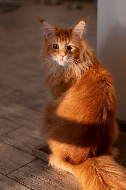 Beautiful cat portrait close up