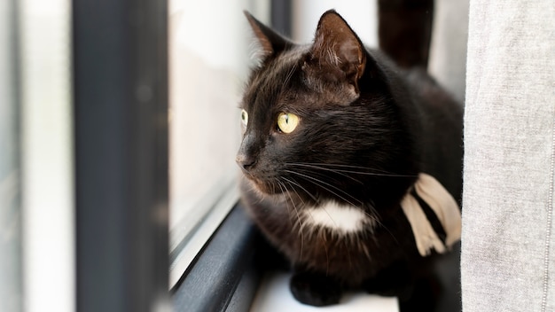 Beautiful cat portrait close up