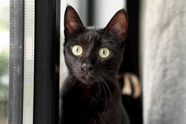 Beautiful cat portrait close up