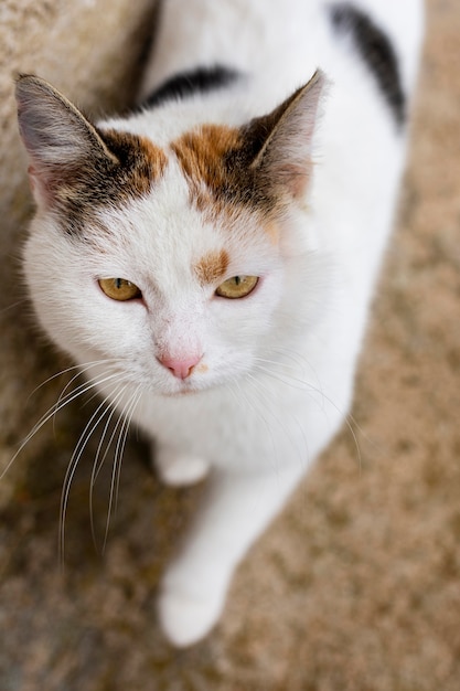 Free photo beautiful cat with white fur  and green eyes