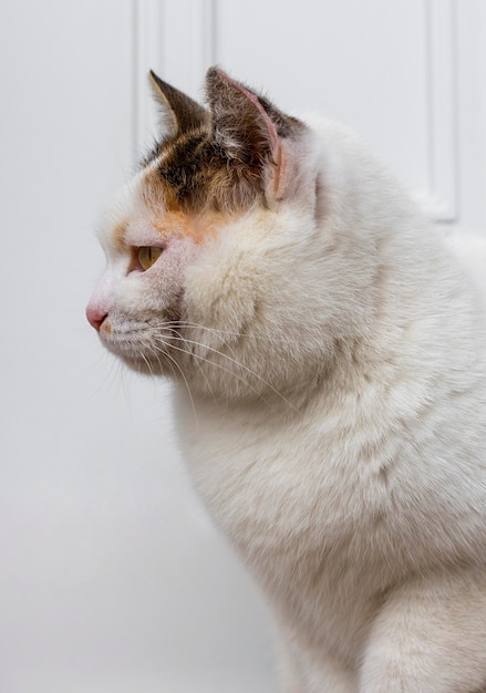 Free photo beautiful cat with white fur