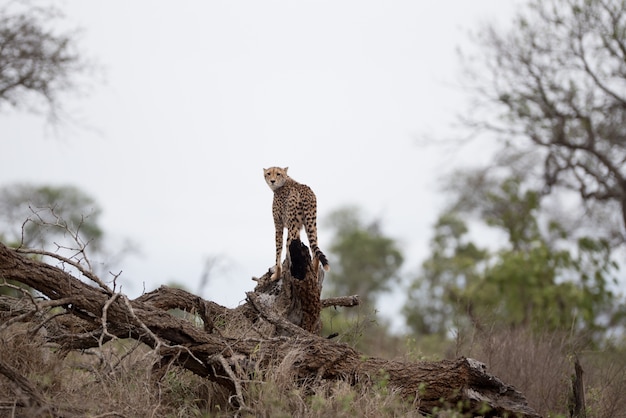 Beautiful cheetah standing on a big branch