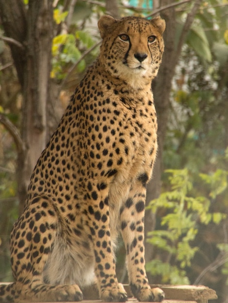 Free Photo beautiful cheetah with an angry look during daytime