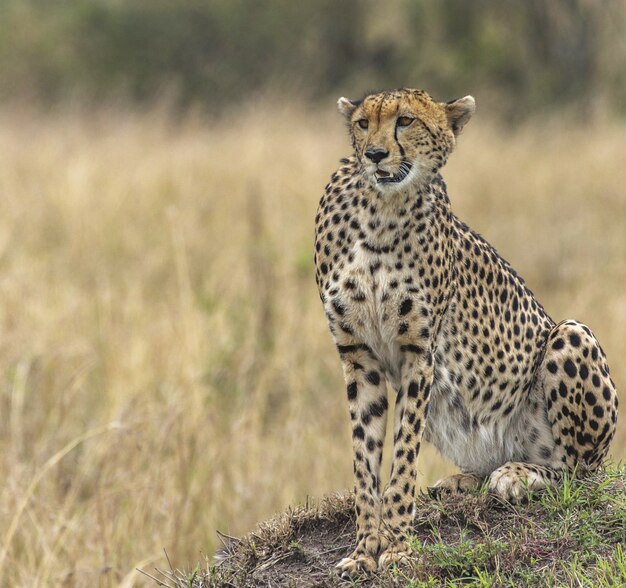 Beautiful cheetah in a yellow dry meadow