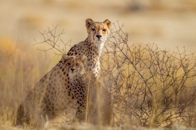 Beautiful cheetahs among the plants in the middle of the desert