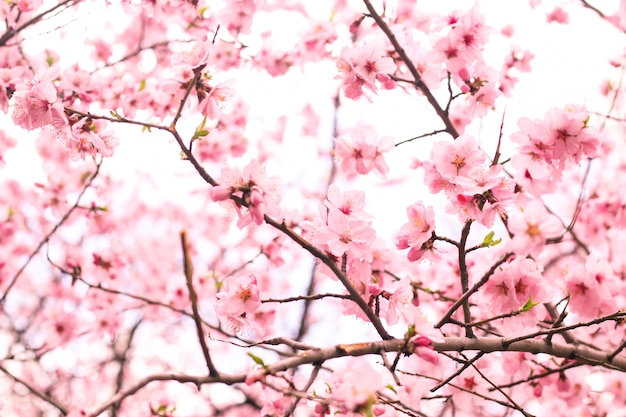 Beautiful Cherry blossom