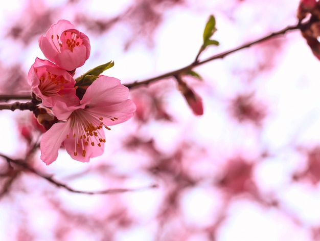 Free Photo beautiful cherry blossom