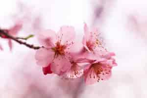 Free photo beautiful cherry blossom