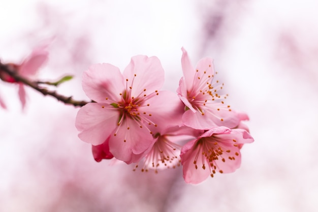 Free Photo beautiful cherry blossom