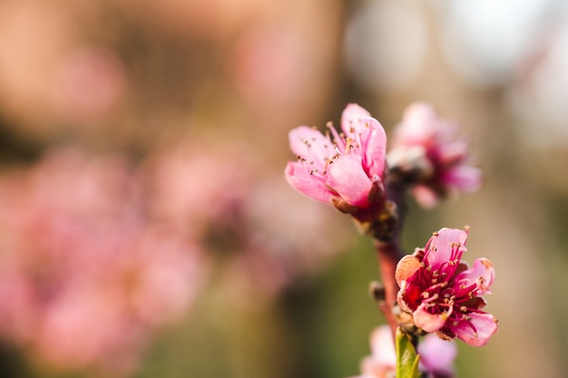 Free photo beautiful cherry blossoms in a garden captured on a bright day