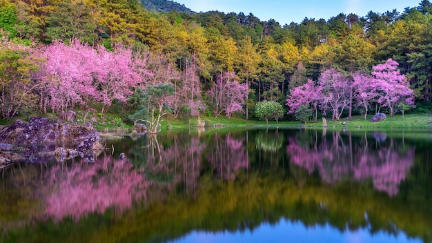 Beautiful cherry blossoms trees blooming in spring.