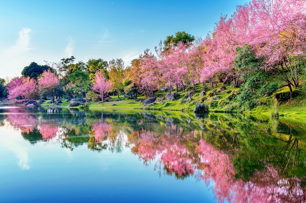 Beautiful cherry blossoms trees blooming in spring.