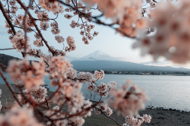 Free Photo beautiful cherry tree with flowers