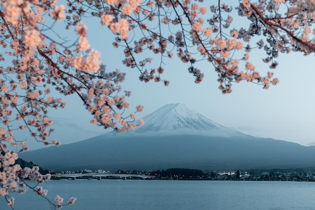 Free photo beautiful cherry tree with flowers