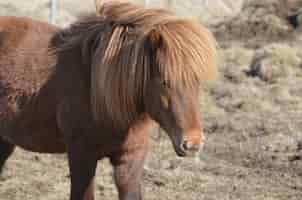 Free photo beautiful chestnut icelandic horse standing in a field.