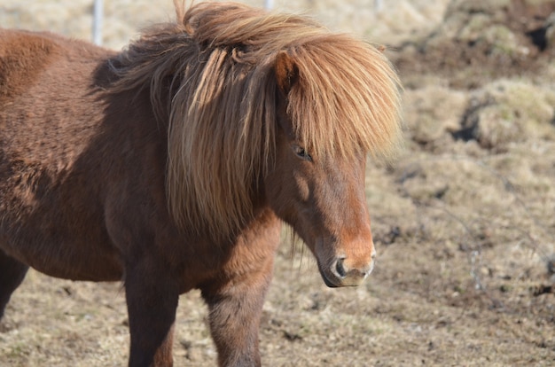 Free Photo beautiful chestnut icelandic horse standing in a field.