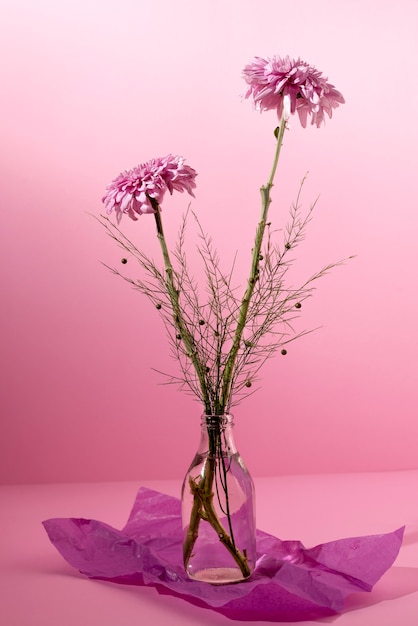 Beautiful chrysanthemum in vase