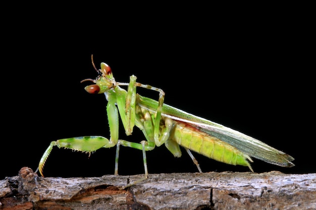 Free Photo beautiful closeup face flower mantis with black background