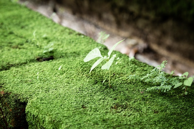 Free Photo beautiful closeup of leaves and moss