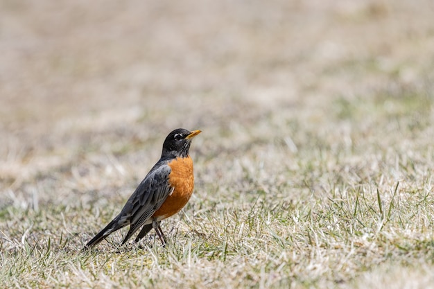 Beautiful closeup of a little robin on the grass under the sunlight