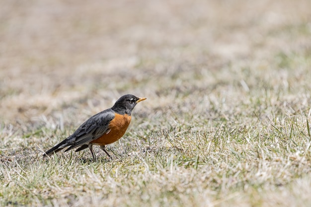 Free photo beautiful closeup of a little  robin on the grass under the sunlight