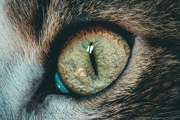 Beautiful closeup macro shot of a cat's eye - perfect for background