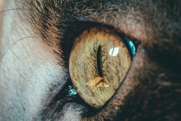 Free Photo beautiful closeup macro shot of a cat's eye - perfect for background