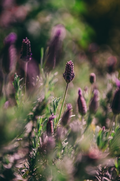 Free photo beautiful closeup selective focus shot of purple lavenders with a blurred natural