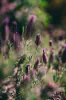 Free photo beautiful closeup selective focus shot of purple lavenders with a blurred natural